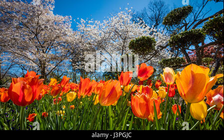 Il Dallas Arboretum e Giardino Botanico è un 66 acri di giardino botanico situato a 9834 Garland Road nella zona est di Dallas, Dallas, Texas, sul southeaster Foto Stock