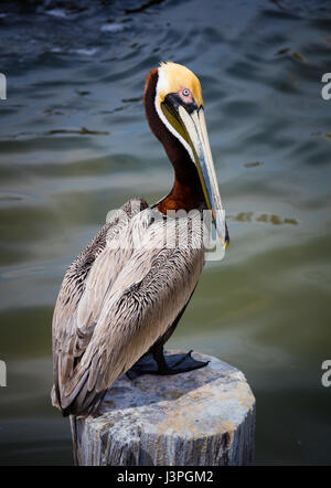 Pellicani sono un genere di grandi uccelli acquatici che compongono la famiglia Pelecanidae. Essi sono caratterizzati da un lungo becco e una grande gola sacchetto utilizzato fo Foto Stock