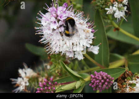 Fiori di Hebe Foto Stock