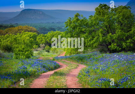 Bluebonnets lungo la strada di campagna nel Texas Hill Country intorno Llano. Lupinus texensis, il Texas bluebonnet, è una specie endemica di lupino in Texas Foto Stock