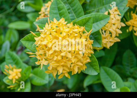 Panicle di giallo Ixoras, West Indian Jasmine flower su di essa della pianta Foto Stock