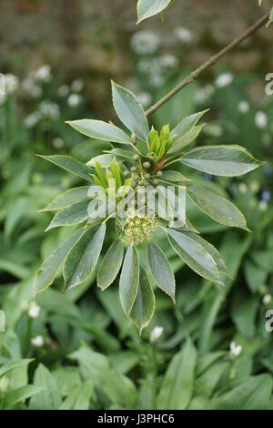 Trochodendron aralioides Foto Stock