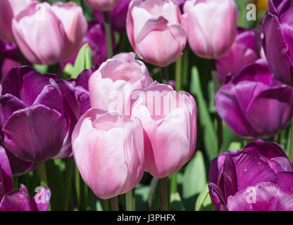 Tulipa 'Negrita" (rosa scuro) 'Rosalie' (rosa pallido) Foto Stock