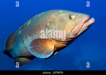 Dusky cernie, merou, mero, cernia, isole Lavezzi, Corsica, Corse, Francia, Europa, Mediterraneo, Epinephelus marginatus, Foto Stock