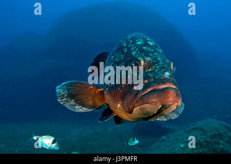 Dusky cernie, merou, mero, cernia, isole Lavezzi, Corsica, Corse, Francia, Europa, Mediterraneo, Epinephelus marginatus, Foto Stock