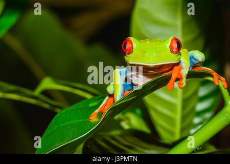 Una chiusura di un rosso-eyed Raganella in Costa Rica Foto Stock