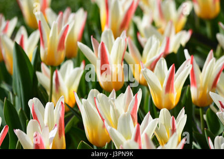 Giallo, bianco e rosso tulip lampadine Foto Stock