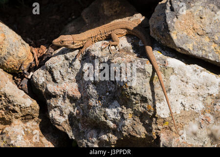 Maschio di Gallot lizard, Las Tricias, Puntagorda, La Palma, Spagna, Gallotia galloti palmae, Foto Stock