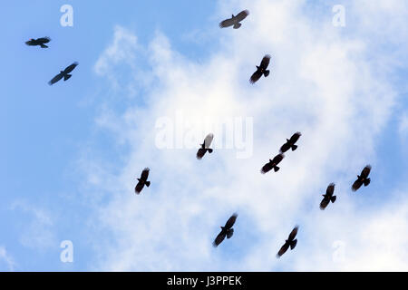 Rosso-fatturati gracchio corallino, La Palma, Spagna, Pyrrhocorax pyrrhocorax barbarus, Foto Stock