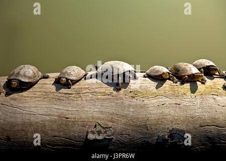 Le tartarughe marine in appoggio su di un log in una giornata di sole. Foto Stock