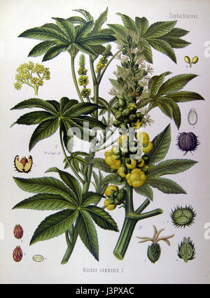 Illustrazione di Ricinus communis0 Foto Stock