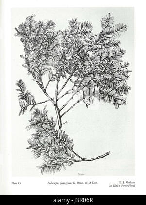 Kirk Foresta della flora della Nuova Zelanda43 Foto Stock