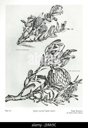 Kirk's Forest Flora of New Zealand, un'opera botanica, documenta la variegata flora che si trova nelle foreste neozelandesi, contribuendo allo studio della biodiversità locale. Foto Stock