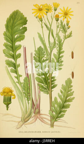 Jacobaea vulgaris ssp vulgaris è una sottospecie della comune erba ragnatela. È noto per i suoi fiori di colore giallo brillante e le sue proprietà tossiche. Questa pianta si trova spesso in Europa e in Asia, in particolare nelle praterie e nelle zone disturbate. Foto Stock