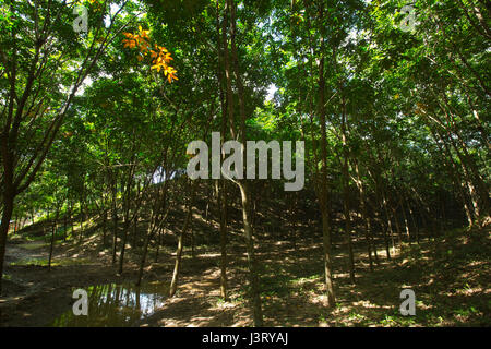 Gomma di piantagione di alberi in Moulvibazar, Bangladesh Foto Stock