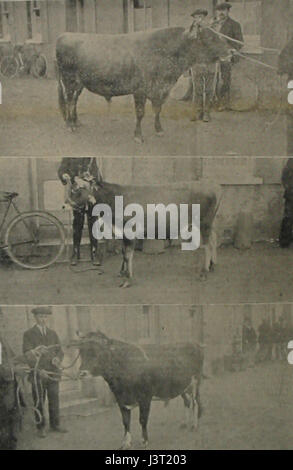 I bovini di Jersey, noti per la loro produzione di latte, erano un'importante razza di bovini da latte nel 1914. La loro elevata resa lattiera e l'alimentazione efficiente li hanno resi molto apprezzati dagli agricoltori all'inizio del XX secolo. Foto Stock