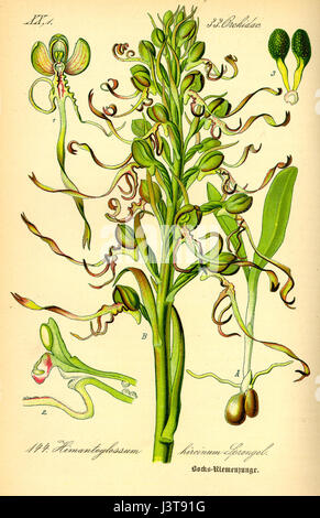 Un'illustrazione di *Himanthoglossum hircinum*, una specie di orchidea originaria dell'Europa. È conosciuta per i suoi caratteristici fiori verdi con lunghi e stretti petali, comunemente presenti nelle regioni mediterranee. Foto Stock