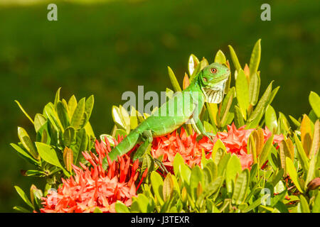 Un verde Iguana crogiolarvi al sole su una boccola in Costa Rica Foto Stock