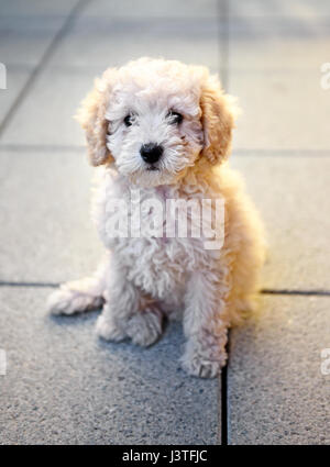 Piccolo fluffy golden barboncino Toy cucciolo seduto su piastrelle grigie cercando con calma a la fotocamera in una vista ravvicinata Foto Stock