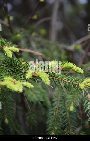 Norvegia fresca di abete o di Picea abies in primo piano Foto Stock