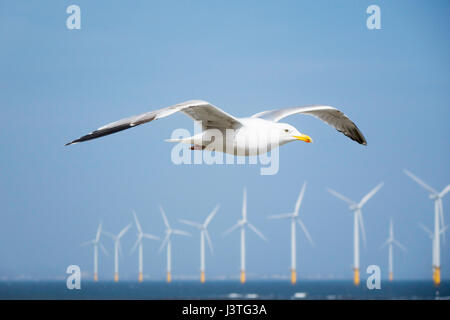 Un aringa gull Larus argentatus in volo sopra il mare con un centrali eoliche offshore dietro Inghilterra REGNO UNITO Foto Stock