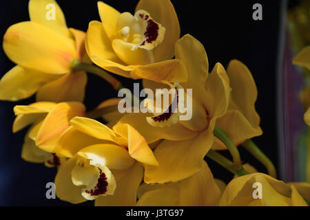 Close up di orchidee giallo Foto Stock