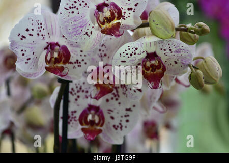 Close up di rosa e le orchidee bianche Foto Stock