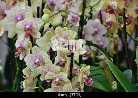 Close up di rosa e limone orchidee Foto Stock