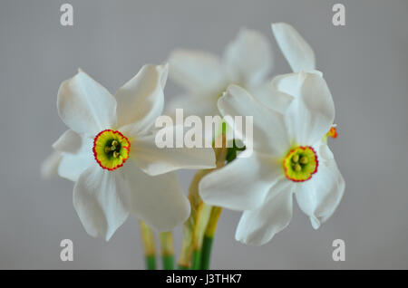 Narciso actaea. Narcissus poeticus. Daffodil fiore. Narciso occhio Fagiano Foto Stock