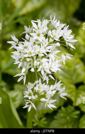 Fiori di Primavera di ransoma, aglio selvatico, Allium ursinum, crescendo in un Devon siepe Foto Stock