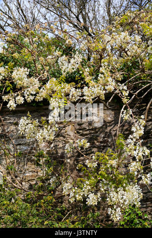 Bianco, tarda primavera dei fiori di latifoglie scalatore di woody, Wisteria sinensis "Alba", nel giardino affondata al Garden House, Devon Foto Stock