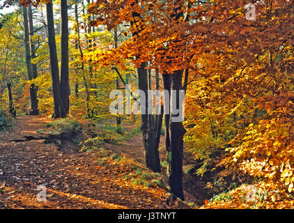 Bosco inglese in una gloriosa collezione Autunno colori Foto Stock