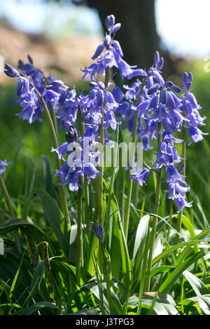 Spanish bluebells, Hyacinthoides hispanica, nel pieno fiore blu in un bosco di impostazione. Queste piante sono invasive e ibridarsi con l'inglese nativ Foto Stock
