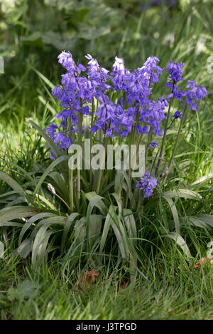 Spanish bluebells, Hyacinthoides hispanica, nel pieno fiore blu in un bosco di impostazione. Queste piante sono invasive e ibridarsi con l'inglese nativ Foto Stock