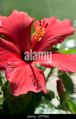 Fiore rosso di Hibiscus rosa-sinensis o rosa malva con petali aperti e pronunciato pistillo supporrting stili, lo stigma e filamenti con antere Foto Stock