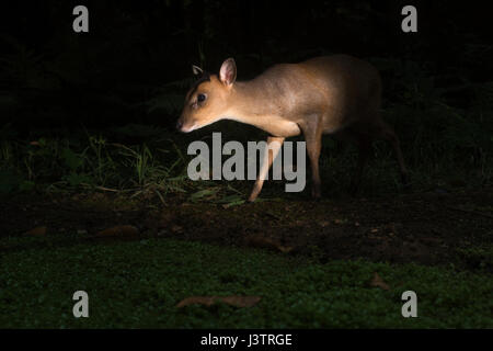Reeves è muntjac Muntiacus reeves femmina nel bosco di notte North Norfolk REGNO UNITO Foto Stock