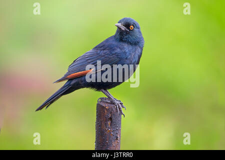 Rosso-winged starling Onychognathus morio Foto Stock