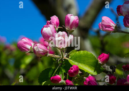 Apple Blossom a metà primavera su un piccolo albero in un giardino in Irlanda con api Foto Stock