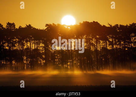 Il sole sorge alle spalle di una fila di alberi e di ustioni off la mattina presto terra della nebbia. Foto Stock