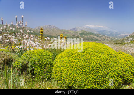 Greco euforbia spinosa, giallo asfodeli e cava-derivava asphodel nelle colline di Creta, in background innevate vette di montagna Foto Stock