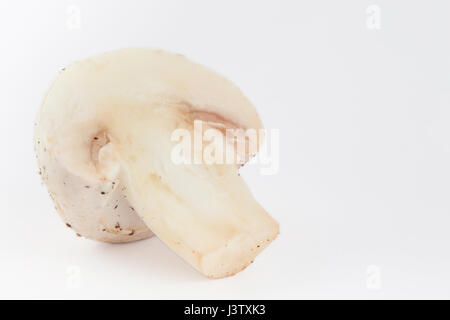 Appena raccolti (funghi Agaricus bisporus) isolato in uno sfondo bianco Foto Stock
