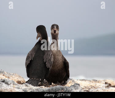 Flightless cormorano (Phalacrocorax harrisi) coppia durante il corteggiamento Foto Stock