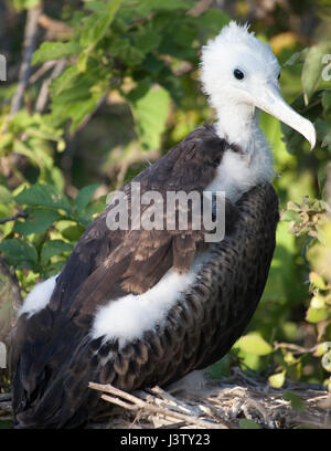 I capretti magnifico Frigatebird (Fregata magnificens) sul nido Foto Stock