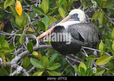 Pellicano marrone (Pelecanus occidentalis) sono ' appollaiati nella struttura ad albero di mangrovia in zone umide costiere Foto Stock