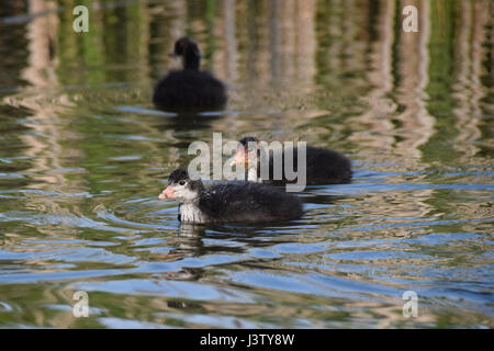 Giovani coot anatroccoli su ancora un lago calmo in primavera sera Foto Stock