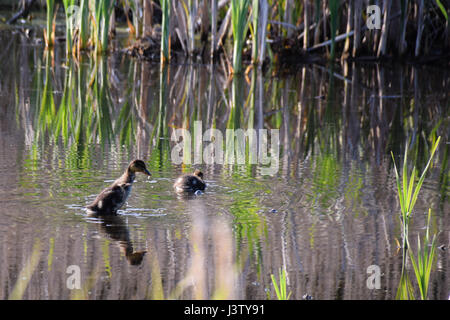 Giovani mallard anatroccoli sbattimenti ali in acqua poco profonda al tramonto tramonto Foto Stock