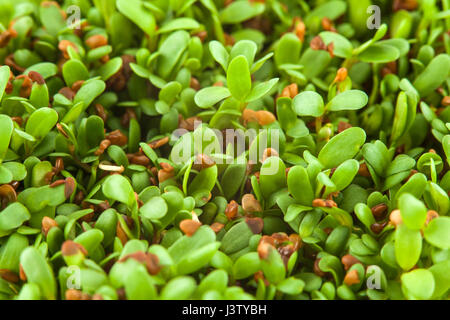 I germogli di erba medica (Medicago sativa) Foto Stock