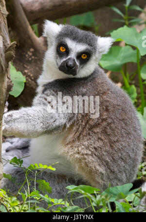 Anello-tailed lemur (Lemur catta) allo zoo, originariamente dal Madagascar Foto Stock