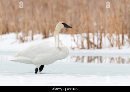 Trumpeter Swan ( Cygnus buccinatore ) in inverno, Passeggiate sul ghiaccio, Frozen River, passeggiate per aprire l'acqua Grand Teton National Park, Wyoming negli Stati Uniti. Foto Stock