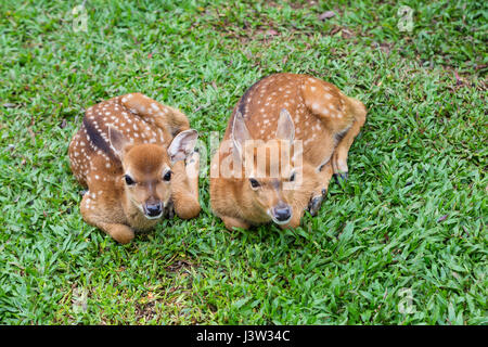 Due piccoli cervi maculato su erba verde Foto Stock